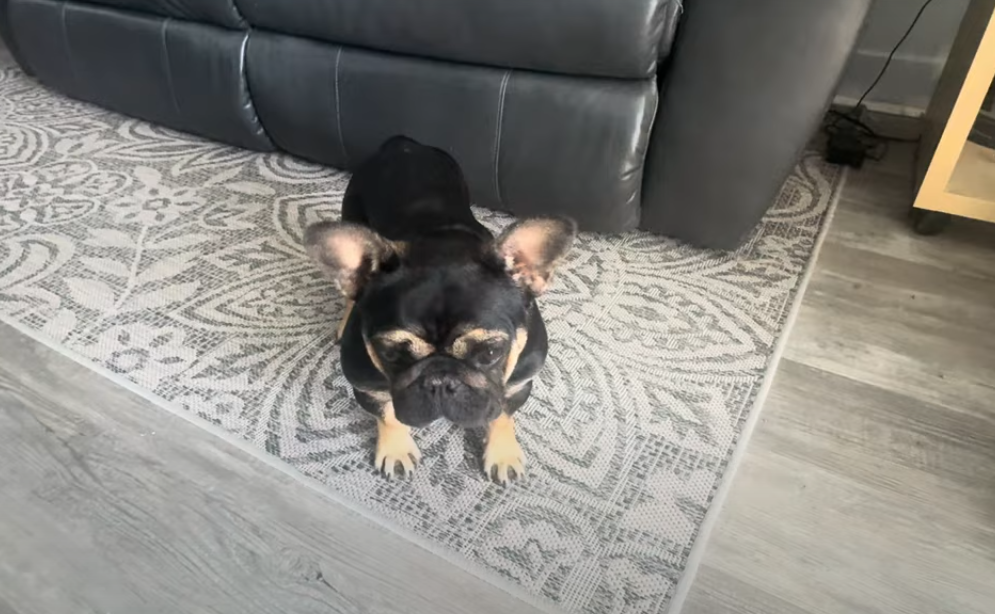 Rainey (black & tan)